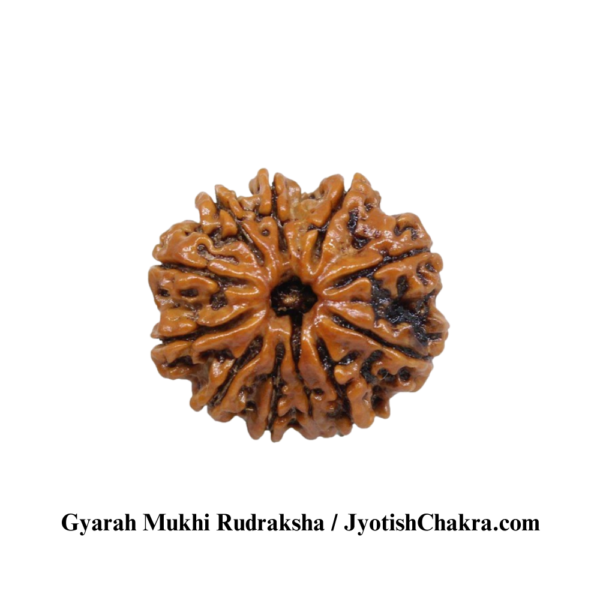 Eleven Face Utrasum Bead-ग्यारह मुखी रुद्राक्ष