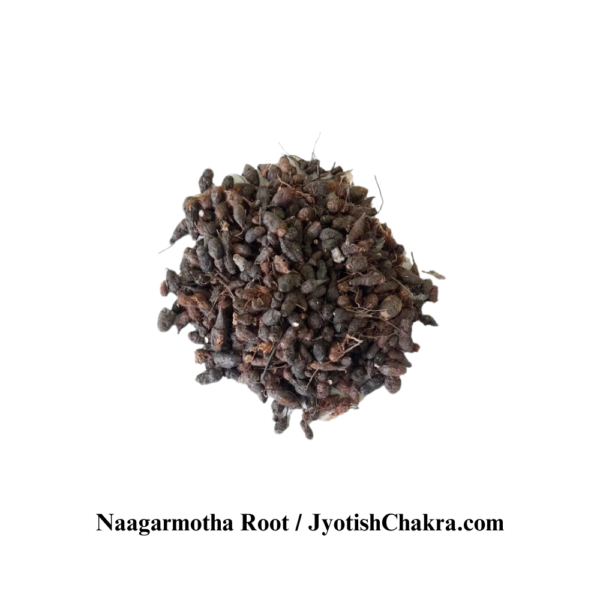 Nagarmotha Root-नागरमोथा जड़