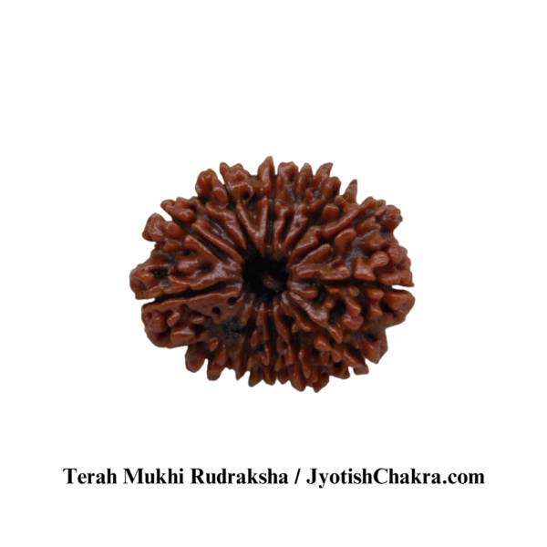Thirteen Face Utrasum Bead-तेरह मुखी रुद्राक्ष