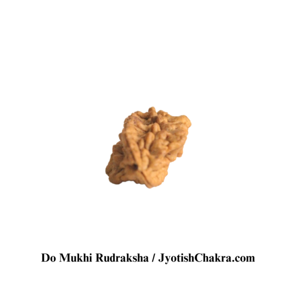 Two Face Utrasum Bead-दो मुखी रुद्राक्ष